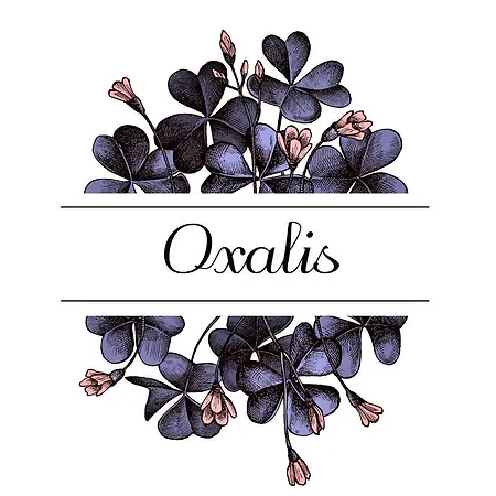 Oxalis Διαμέρισμα Μπολόνια